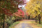 (포토뉴스) 가을이 가는 길목, 녹야원 단풍길