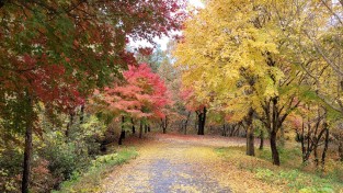 (포토뉴스) 가을이 가는 길목, 녹야원 단풍길